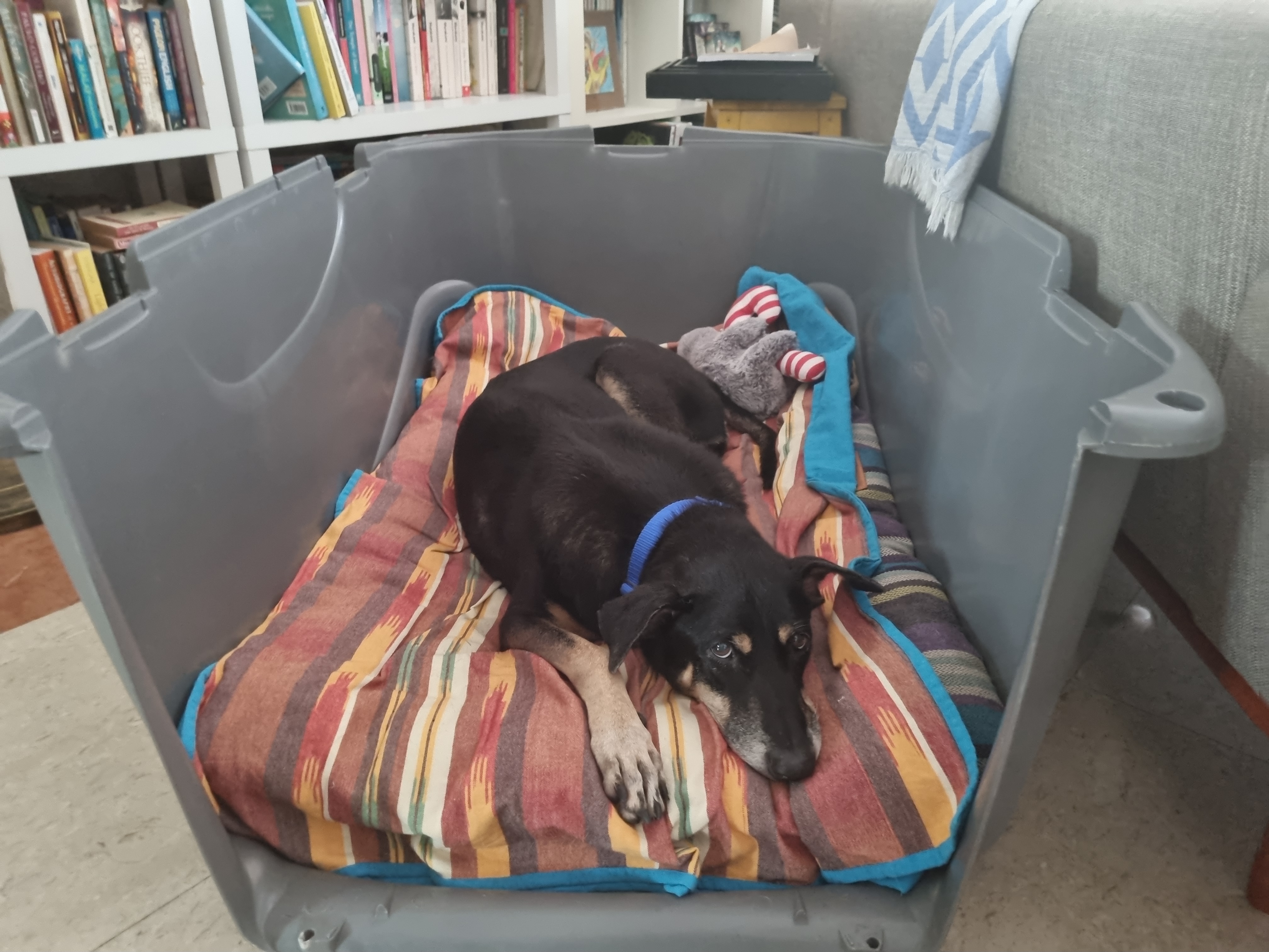beau plastic crate